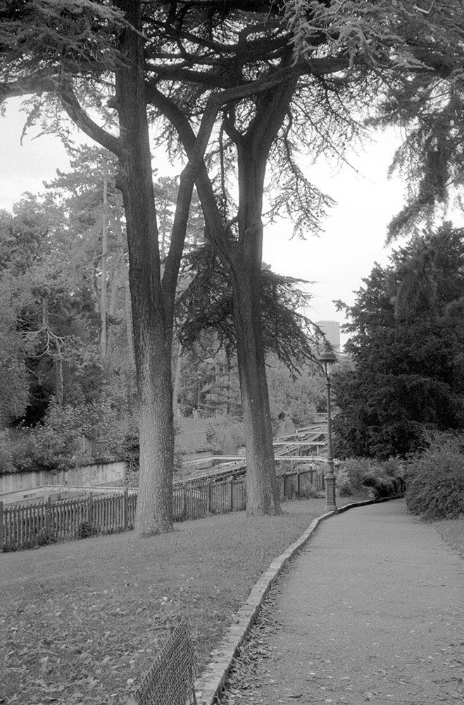 vertical black and white photo of a park with two pine trees and a descending path