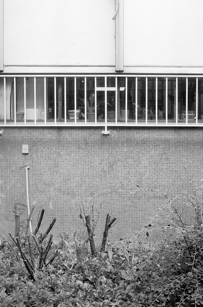 vertical black and white photo of a tiled wall with windows atop and plants in the front