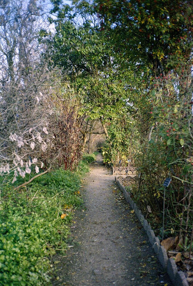 a little path through the various bushes and trees of a botanical garden